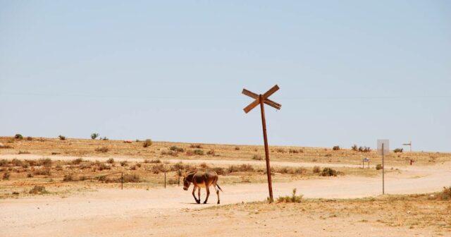 A estação de gado deve abater burros selvagens, enquanto o A estação de gado deve abater burros selvagens, enquanto o tribunal apoia a ordem do governo