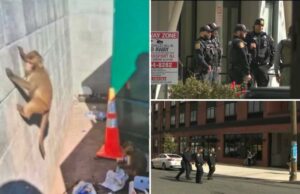 A fraude de macacos gerada por IA fez com que os policiais de NJ enlouquecessem em busca de primatas soltos A fraude de macacos gerada por IA fez com que os policiais de NJ enlouquecessem em busca de primatas soltos