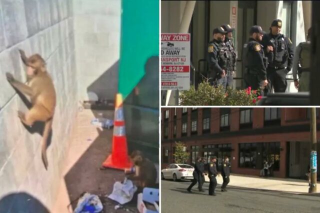A fraude de macacos gerada por IA fez com que os policiais de NJ enlouquecessem em busca de primatas soltos

