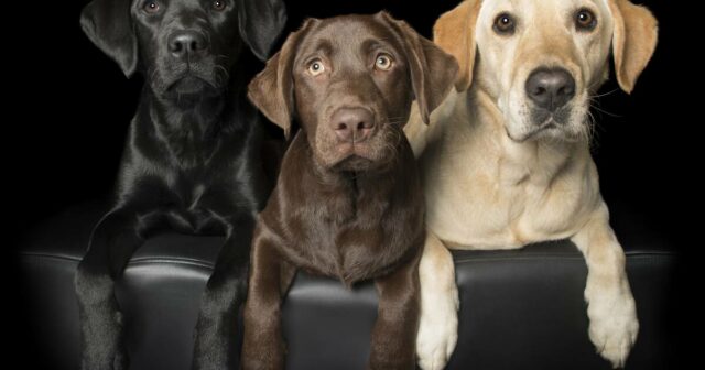 A iguaria francesa surge dos solos altamente férteis do sudoeste de WA

