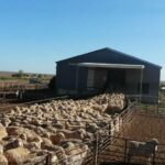 A melhor estação de ovelhas da categoria certamente atrairá interesse local e internacional