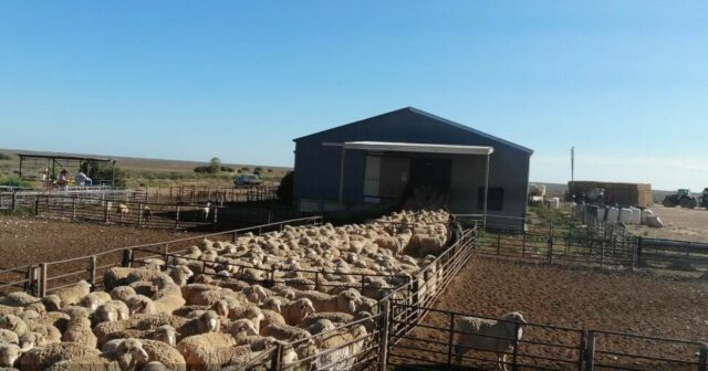 A melhor estação de ovelhas da categoria certamente atrairá interesse local e internacional

