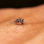A pesquisa revela dimensão, extensão dos episódios de Chikungunya imprevisíveis