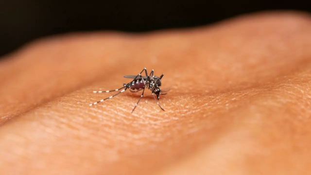 A pesquisa revela dimensão, extensão dos episódios de Chikungunya imprevisíveis 

