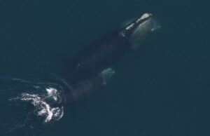 A população de baleias apropriadas do Atlântico Norte aumentou um pouco em 2024 Um homem sorridente, usando lenço, chapéu e óculos escuros, sentado em um barco.