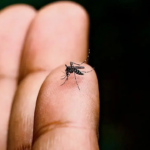 A saliva dos insetos pode melhorar o sistema imunológico do corpo contra a chikungunya