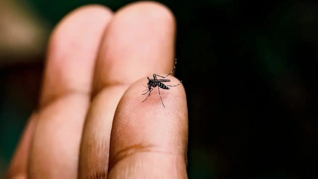 A saliva dos insetos pode melhorar o sistema imunológico do corpo contra a chikungunya 


