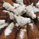A taxa de US$ 5 sobre o gado deveria atacar os ativistas? As grandes questões que os produtores devem avaliar