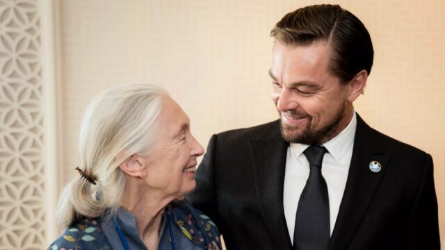 A última mensagem de Leonardo DiCaprio para Jane Goodall foi 'você é meu herói': 'Ela influenciou milhões ao tratamento, a agir e esperar' 

