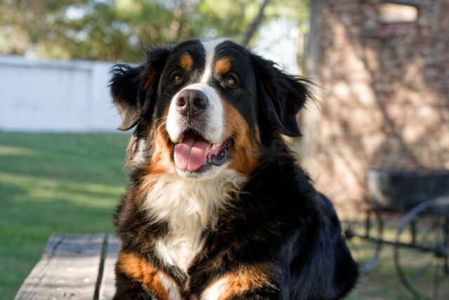 A viagem do Clingy Bernese Hill Canine para ficar sozinho em casa descongela corações 


