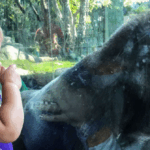 ASSISTIR: Visitantes ficam chocados quando gorila quebra camada de vidro no zoológico de San Diego