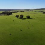 Agregação imobiliária nobre do meio-oeste capitaliza o mercado premium de Wagyu