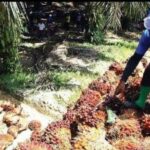 Agricultores de óleo de palma educados, produtividade pronta para 'explodir'