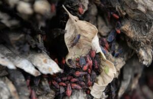 Ainda mais indivíduos estão descobrindo esses insetos em Montreal. O que eles são? Feche a imagem de insetos boxelder em pedaço de casca de árvore retorcida.