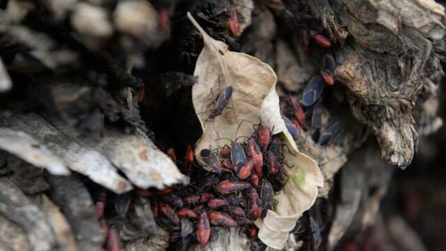 Feche a imagem de insetos boxelder em pedaço de casca de árvore retorcida.
