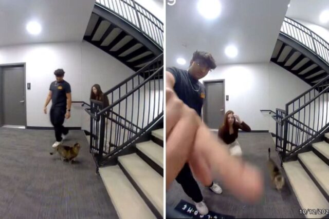 Alças felinas internas para fugir - a câmera da campainha Neighbors returning cat