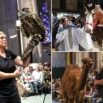 Animais de estimação para animais de estimação para inundações para o evento anual de 'bênção' em homenagem a Spate of Animals - incluindo cães, tartarugas, periquitos e corujas