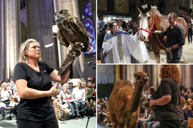 Animais de estimação para animais de estimação para inundações para o evento anual de 'bênção' em homenagem a Spate of Animals - incluindo cães, tartarugas, periquitos e corujas

