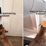 Dog waits to go outside