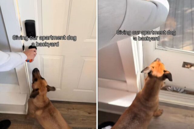 Dog waits to go outside