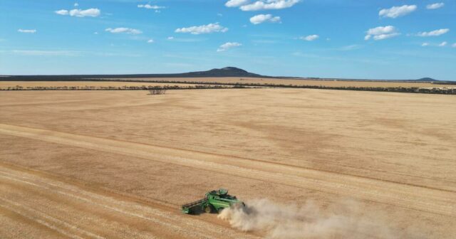 As colheitas de Esperance mostram suas verdadeiras cores sob uma estação de crescimento favorável

