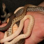 Jake Thomas, de répteis irreais, com um punhado de cobras.