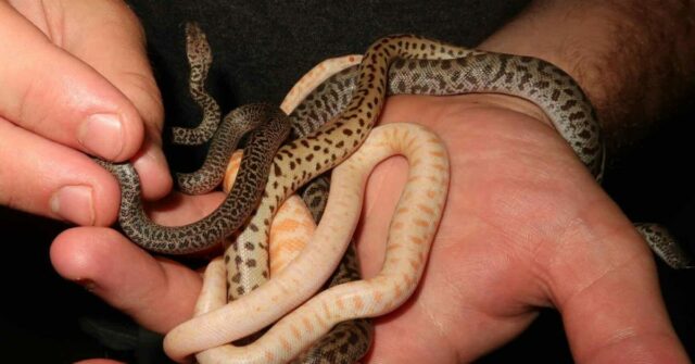 Jake Thomas, de répteis irreais, com um punhado de cobras.