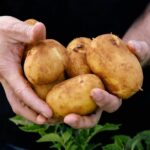 Os australianos estão sendo atingidos por uma escassez de batata depois que os produtores passaram pelo que dizem ter sido uma das temporadas mais difíceis em uma década. ﻿
