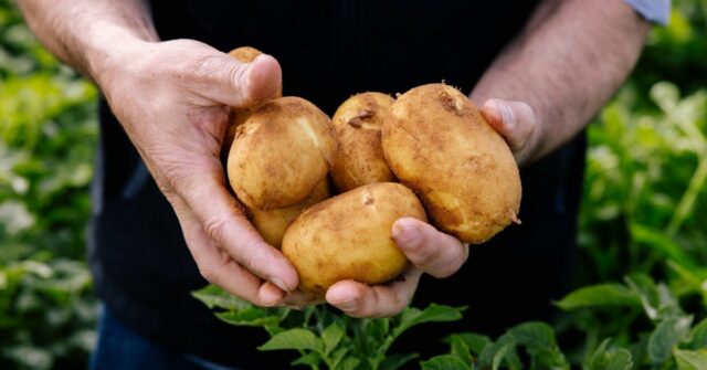 Os australianos estão sendo atingidos por uma escassez de batata depois que os produtores passaram pelo que dizem ter sido uma das temporadas mais difíceis em uma década. ﻿