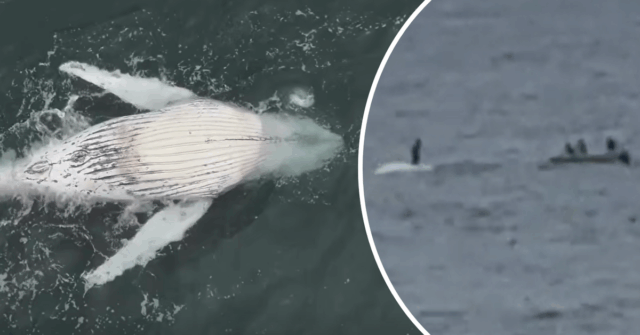 Autoridades recebem vídeo chocante de pessoa pisando em baleia morta As autoridades estão investigando um vídeo chocante de uma pessoa em cima de uma baleia jubarte morta ao sul de Sydney.