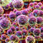 Bactérias pouco conhecidas, causando taxas crescentes de infecções potencialmente mortais