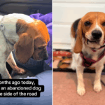 Base Beagle na beira da estrada depois de ser baleado duas vezes na cabeça, após esses ajustes de boa sorte