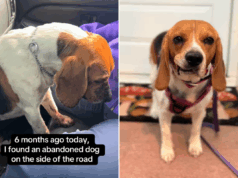 Base Beagle na beira da estrada depois de ser baleado duas vezes na cabeça, após esses ajustes de boa sorte Base Beagle na beira da estrada depois de ser baleado duas vezes na cabeça, após esses ajustes de boa sorte