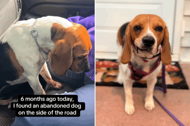 Base Beagle na beira da estrada depois de ser baleado duas vezes na cabeça, após esses ajustes de boa sorte 

