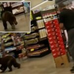 Bear entrou no supermercado do sul do Arizona e correu por alguns minutos