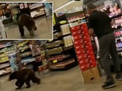 Bear entrou no supermercado do sul do Arizona e correu por alguns minutos Bear entrou no supermercado do sul do Arizona e correu por alguns minutos