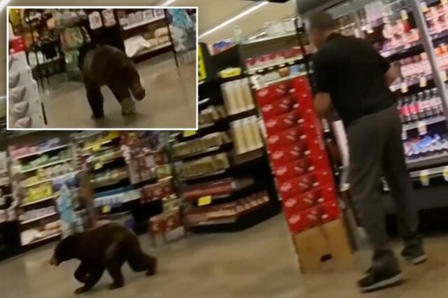 Bear entrou no supermercado do sul do Arizona e correu por alguns minutos

