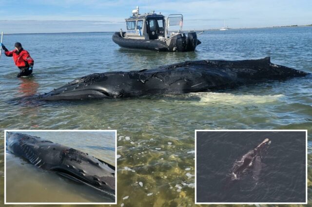 Bebê baleia jubarte que partiu corações nas águas de Nova York encontra um fim trágico

