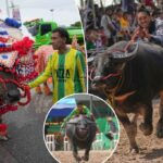 Buffalos na Tailândia limpam para competir em um concurso de beleza para aumentar o status de animal humilde