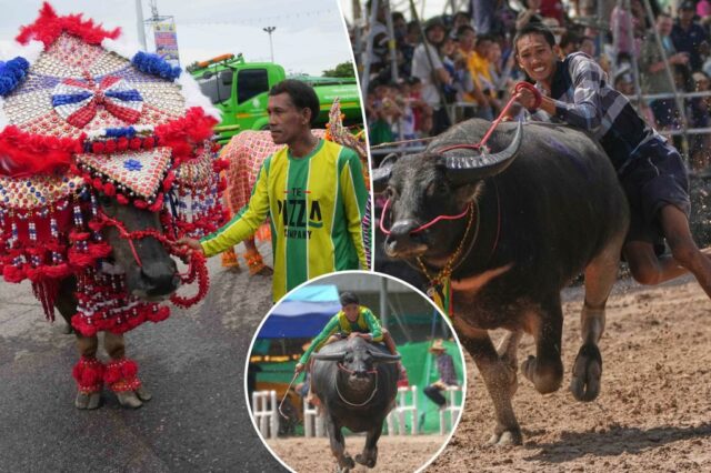 Buffalos na Tailândia limpam para competir em um concurso de beleza para aumentar o status de animal humilde


