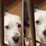 Cachorro de estimação 'assustado' deixado no santuário eliminado - danos aos corações devido à ação