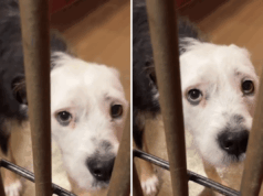 Cachorro de estimação ‘assustado’ deixado no santuário eliminado – danos aos corações devido à ação Cachorro de estimação 'assustado' deixado no santuário eliminado - danos aos corações devido à ação