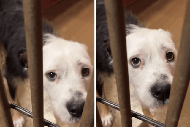 Cachorro de estimação 'assustado' deixado no santuário eliminado - danos aos corações devido à ação 

