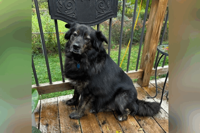 Canino de volta ao resgate pela segunda vez – as Canino de volta ao resgate pela segunda vez – as equipes de resgate não conseguem pensar na modificação