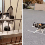 Canino espera 532 dias no santuário, depois disso vem o acabamento encantado