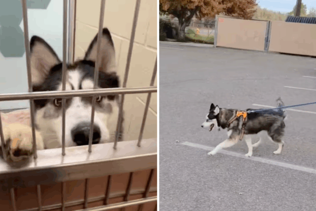 Canino espera 532 dias no santuário, depois disso vem o Canino espera 532 dias no santuário, depois disso vem o acabamento encantado