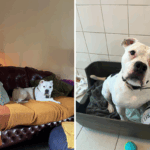 Canino surdo passa 1.452 dias no santuário, depois disso suas mudanças de sorte