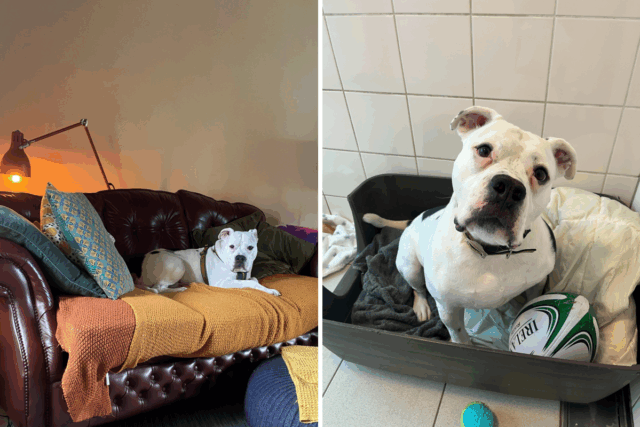 Canino surdo passa 1.452 dias no santuário, depois disso suas mudanças de sorte 

