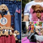 Caninos fantasiados desfilam no Halloween Dog Parade de Nova York