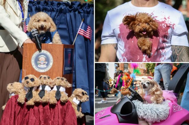 Caninos fantasiados desfilam no Halloween Dog Parade de Nova York

